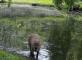Sortie inter Résidence au Zoo Résidence Cigma Laval